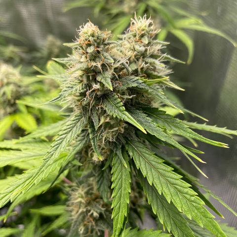 "Hot Damn!" growlog timeline photo