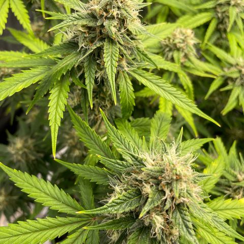 "Hot Damn!" growlog timeline photo