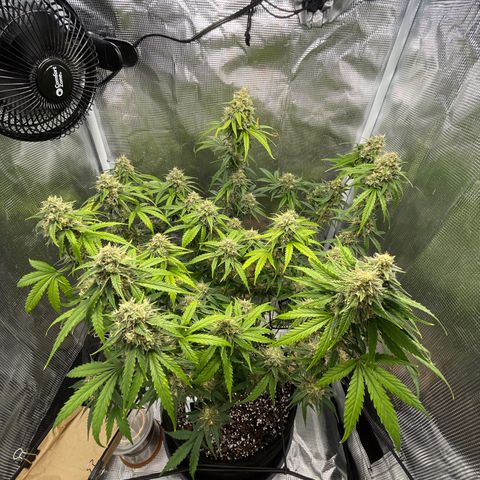 "Hot Damn!" growlog photo: i defoliated 😂. think i got around 10 or so days left, trichomes still translucent