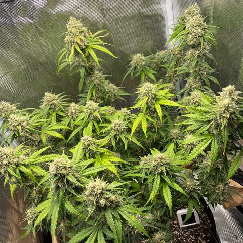 "Hot Damn!" growlog photo: allllmost