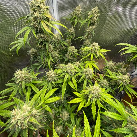 "Hot Damn!" growlog photo: allllmost