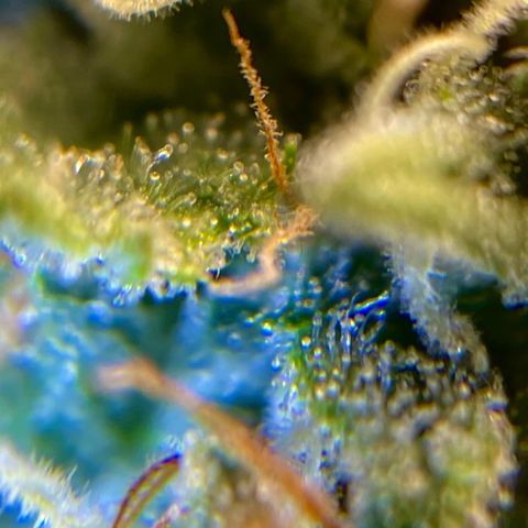 "Hot Damn!" growlog timeline photo
