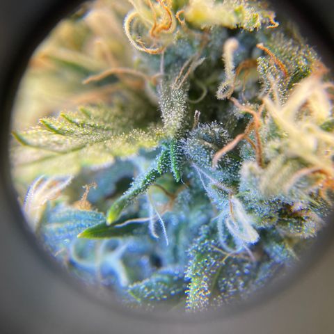 "Hot Damn!" growlog timeline photo