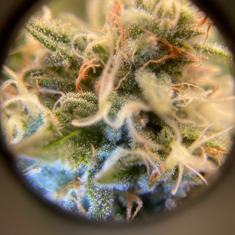 "Hot Damn!" growlog photo: I think we're there! recommended time from seed is 77-85 days, im about there and noticed a little bug problem on lower leaves i do NOT want spreading. this is for personal use so i dont mind a bug or 2 but if its gets all over im throwing it all out. the chop is COMING! mostly cloudy trichs with minimal amber, just how i like it