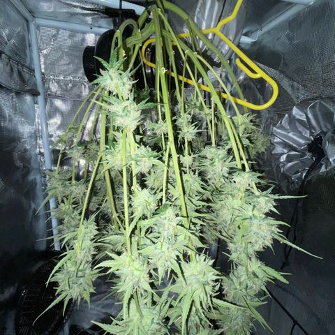 "Hot Damn!" growlog timeline photo