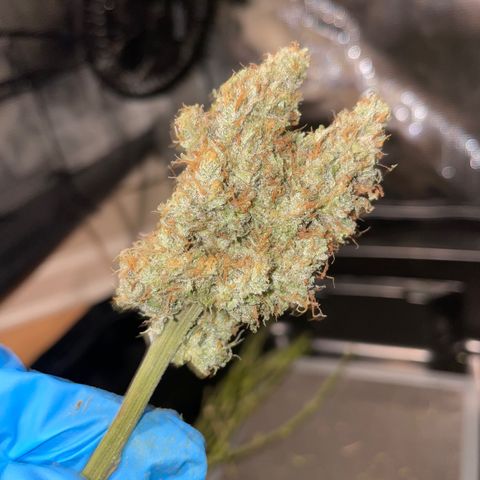 "Hot Damn!" growlog photo: 8 day dry, full plant hung in 60-70 degrees 45-60 RH, couldve done better but honestly amazing. reeks, time for a cure!