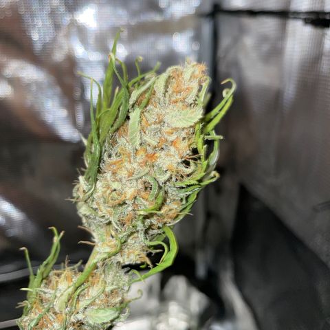 "Hot Damn!" growlog photo: 8 day dry, full plant hung in 60-70 degrees 45-60 RH, couldve done better but honestly amazing. reeks, time for a cure!