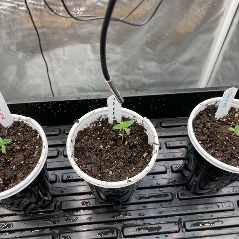 Fruit Punch growlog photo: Freshly transplanted and named baby girls.