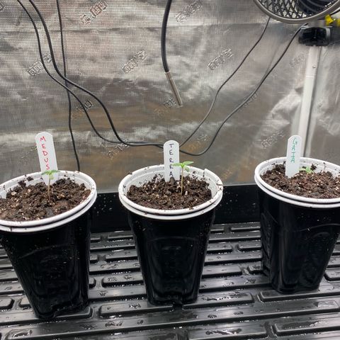 Fruit Punch growlog photo: Freshly transplanted and named baby girls.