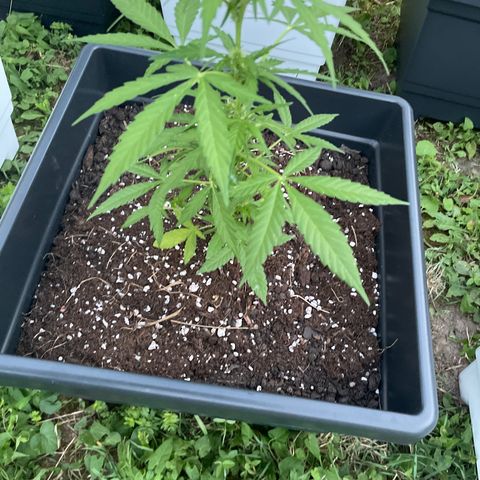 Jam 1 growlog timeline photo