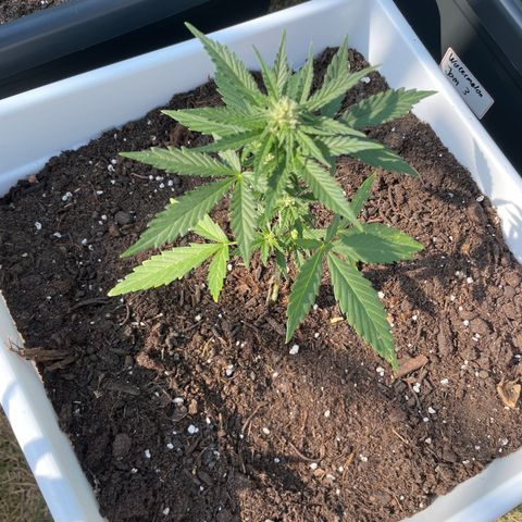 Gelato 3 growlog timeline photo