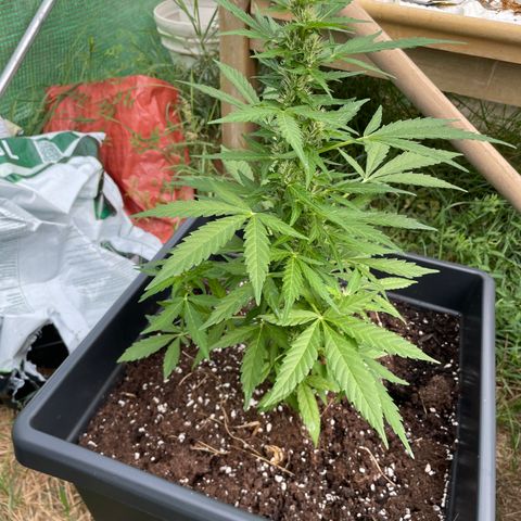 Jam 1 growlog timeline photo
