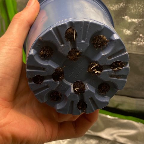 Hindu Kush growlog photo: das ging fix mit den wurzeln, ist’s schon zeit umzutopfen? 