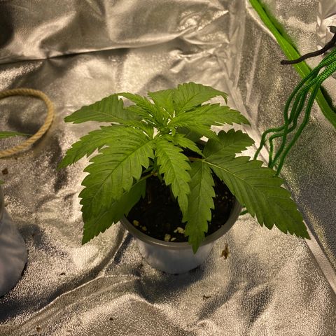 Hindu Kush growlog photo: die hindu kush sieht super aus, keinerlei probleme, die blätter hängen etwas nach dem gießen aber das ist normal. habe die lampe von 60cm auf 40cm gesenkt. 