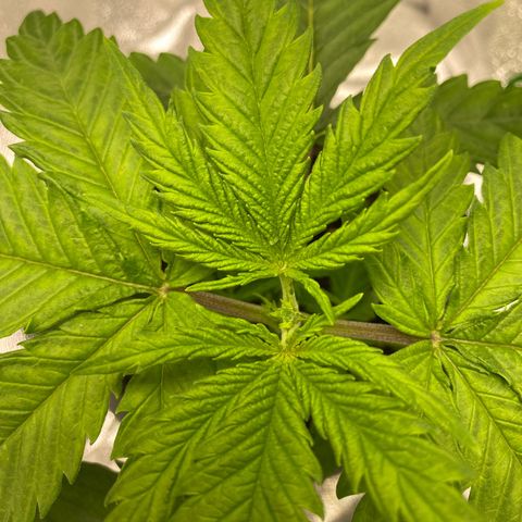 Hindu Kush growlog timeline photo