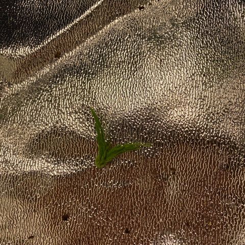 Hindu Kush growlog timeline photo