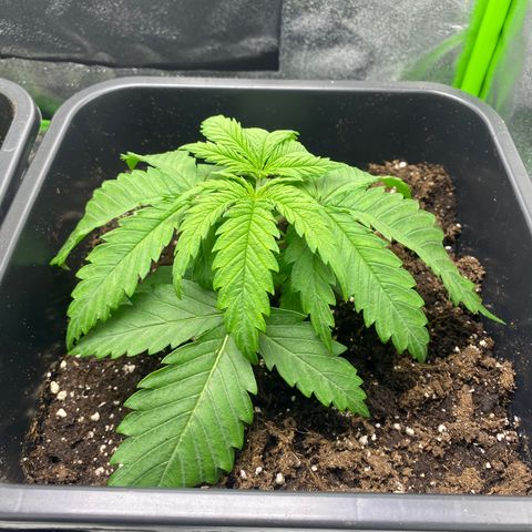 Hindu Kush growlog photo: nach dem umtopfen, sie lässt die blätter noch ein wenig hängen aber das liegt daran, dass vor 6h gegossen und umgetopft wurde :) 