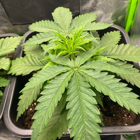 Hindu Kush growlog photo: die hindu kush wächst super :) hat teilweise auch helle stellen, das wachstum geht aber echt gut voran. hat die cereal milk jetzt deutlich überholt obwohl später gekeimt 