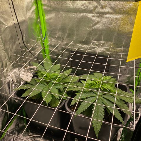 Hindu Kush growlog photo: sooo, das gitter für den scrog (screen of green) ist drin. damit können die pflanzen nun schön in die breite wachsen und das licht bestmöglich ausnutzen :) links ist die cereal milk und rechts die hindu kush. die hindu kush geht langsam richtig ab nach dem umtopfen, die cereal milk hat immer noch seeehr zackige blätter, hoffe das wird nicht schlimmer. 