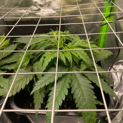 Hindu Kush growlog photo: heute wurde das erste mal seit dem umtopfen (2.5.) gegossen und gedüngt. hoffe sie vertragen es gut :D 2,25l wasser hat jede bekommen 