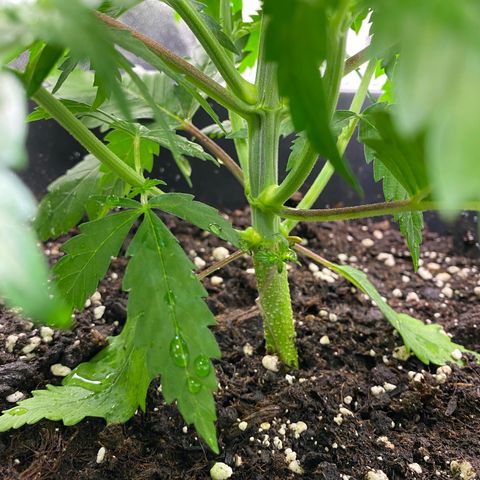 Hindu Kush growlog photo: heute wurde das erste mal seit dem umtopfen (2.5.) gegossen und gedüngt. hoffe sie vertragen es gut :D 2,25l wasser hat jede bekommen 