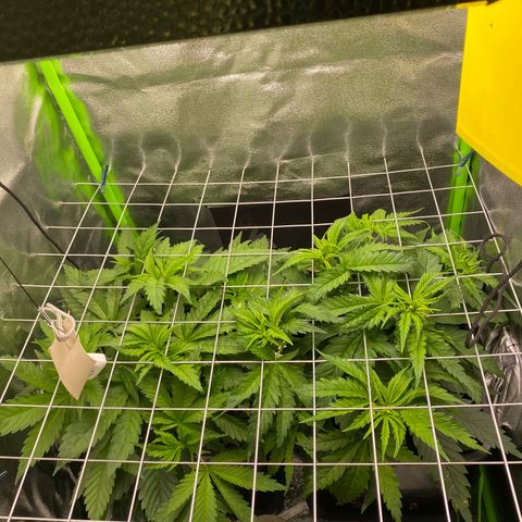 Hindu Kush growlog photo: das gitter füllt sich langsam :) denke mal in 1-2 wochen gehts dann richtung blütephase 😍