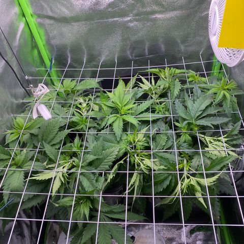 Hindu Kush growlog photo: das gitter füllt sich langsam :) sieht alles bisschen wüst aus, hab aber grad die pflanze bisschen hin und hergebogen damit sich das  gitter gleichmäßig füllt. gestern wurd wieder geüngt und gegossen mit 2,5 pro pflanze, alles super soweit :)