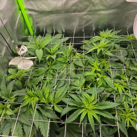 Hindu Kush growlog photo: die hindu kush wächst und wächst und wächst :D die blätter sehen super gesund aus und langsam geht der platz aus haha, mal schauen wie lang ich die blüte noch hinauszögern kann :D 