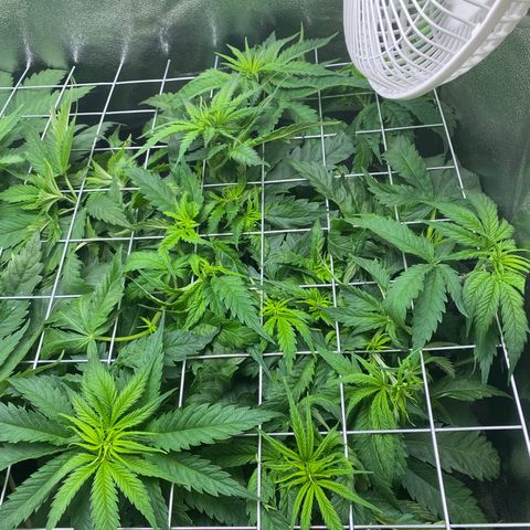Hindu Kush growlog photo: die hindu kush wächst und wächst und wächst :D die blätter sehen super gesund aus und langsam geht der platz aus haha, mal schauen wie lang ich die blüte noch hinauszögern kann :D 