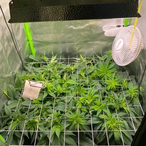 Hindu Kush growlog photo: ja krise, mir geht der platz in der box aus :D eig was gutes, die pflanzen gehen komplett ab seit ich vor 4 tagen in die blüte gegangen bin. hoffe dass die beiden aber gleichmäßig stretchen, bisher sieht’s aber so aus als würde die cereal milk (links) mehr in die höhe gehen als die hindu kush.. mal schauen ob ich das irgendwie ausgeglichen bekomme. 