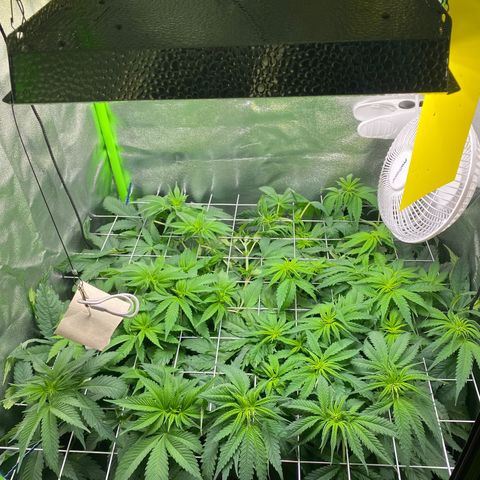 Hindu Kush growlog photo: gibt nicht viel zu sagen :D wächst super, weiß nur nicht wo ich die pflanzen noch hinbiegen soll haha