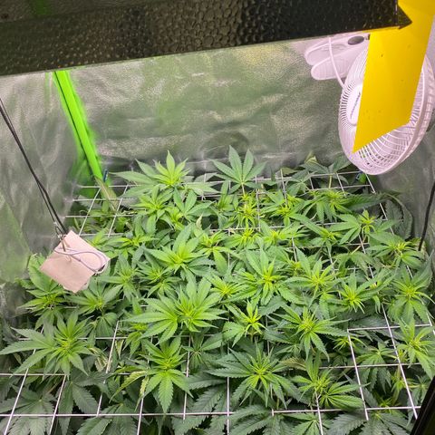 Hindu Kush growlog timeline photo