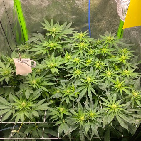 Hindu Kush growlog photo: es läuft :D höhe kann ich jetzt nicht mehr wirklich regulieren, passt schon. 