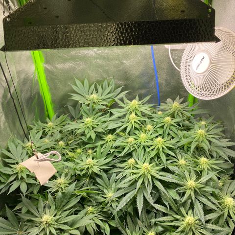 Hindu Kush growlog photo: junge es läuft, die pflanzen sehen super aus 🙏🏽
