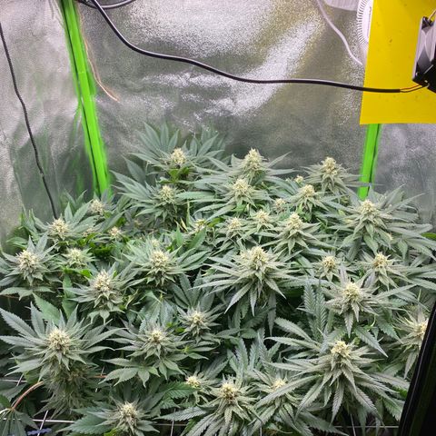 Hindu Kush growlog photo: buds sehen soweit super aus. rechts bei der hindu kush sind die buds ein wenig zu eng beieinander, weshalb es eher lockere buds werden. die cereal milk bekommt leicht gelbe spitzen, da in 2-3 wochen ernte ist lasse ich das aber so. 