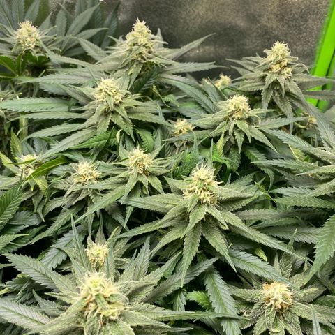 Hindu Kush growlog photo: buds sehen soweit super aus. rechts bei der hindu kush sind die buds ein wenig zu eng beieinander, weshalb es eher lockere buds werden. die cereal milk bekommt leicht gelbe spitzen, da in 2-3 wochen ernte ist lasse ich das aber so. 