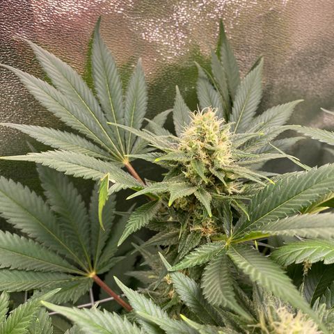 Hindu Kush growlog photo: buds sehen soweit super aus. rechts bei der hindu kush sind die buds ein wenig zu eng beieinander, weshalb es eher lockere buds werden. die cereal milk bekommt leicht gelbe spitzen, da in 2-3 wochen ernte ist lasse ich das aber so. 