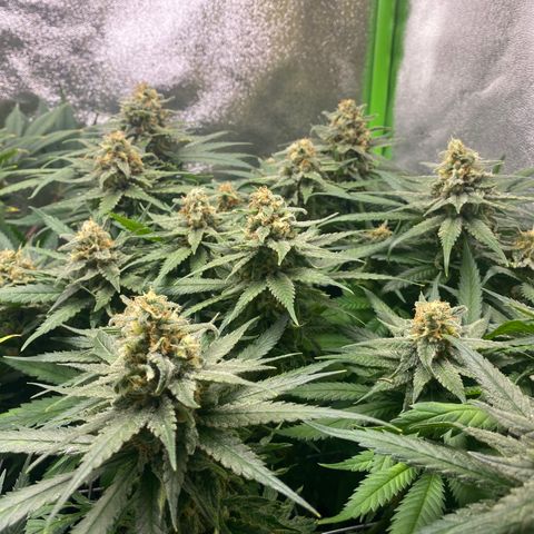 Hindu Kush growlog timeline photo