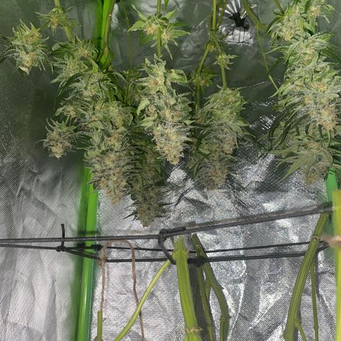 Hindu Kush growlog timeline photo
