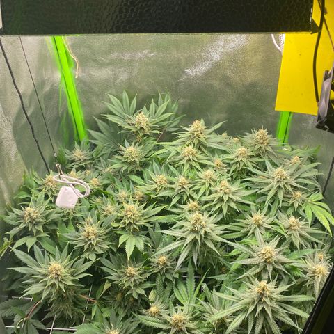 Hindu Kush growlog timeline photo