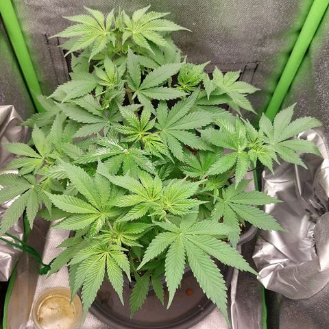 Bruce III growlog photo: Batch 1, will post more bud pics. For the next one I plan to make an extensive log on here. Can upload more frome every stage. Made a timelapse for the first two months, will try and compile it at some point. 
