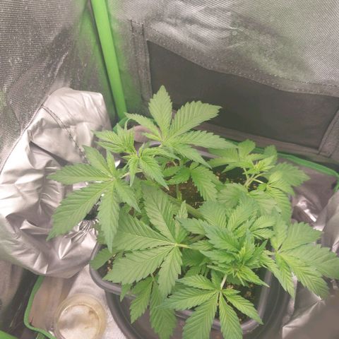 Bruce III growlog photo: Batch 1, will post more bud pics. For the next one I plan to make an extensive log on here. Can upload more frome every stage. Made a timelapse for the first two months, will try and compile it at some point. 