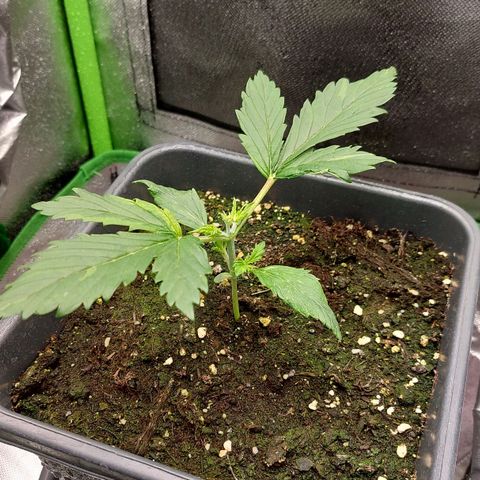Bruce III growlog photo: Batch 1, will post more bud pics. For the next one I plan to make an extensive log on here. Can upload more frome every stage. Made a timelapse for the first two months, will try and compile it at some point. 