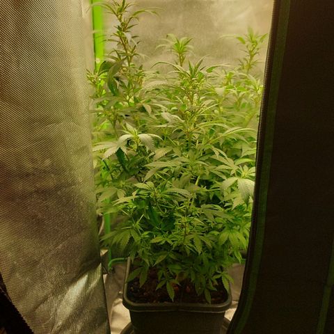 Bruce III growlog photo: Batch 1, will post more bud pics. For the next one I plan to make an extensive log on here. Can upload more frome every stage. Made a timelapse for the first two months, will try and compile it at some point. 