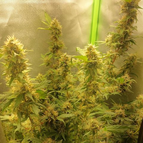 Bruce III growlog photo: Batch 1, will post more bud pics. For the next one I plan to make an extensive log on here. Can upload more frome every stage. Made a timelapse for the first two months, will try and compile it at some point. 