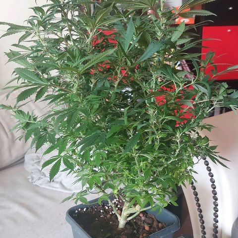 Bruce III growlog photo: Batch 1, will post more bud pics. For the next one I plan to make an extensive log on here. Can upload more frome every stage. Made a timelapse for the first two months, will try and compile it at some point. 