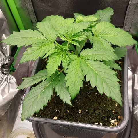 Bruce III growlog photo: Batch 1, will post more bud pics. For the next one I plan to make an extensive log on here. Can upload more frome every stage. Made a timelapse for the first two months, will try and compile it at some point. 
