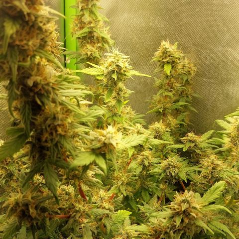 Bruce III growlog photo: Photo from today