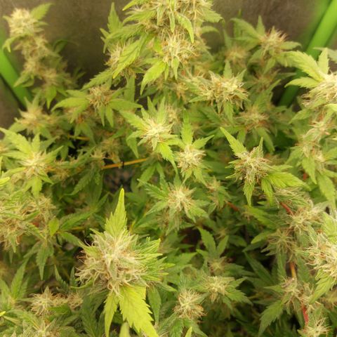 Bruce III growlog photo: Batch 1, will post more bud pics. For the next one I plan to make an extensive log on here. Can upload more frome every stage. Made a timelapse for the first two months, will try and compile it at some point. 