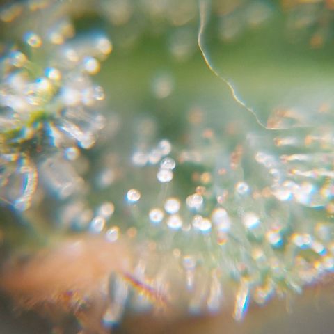 Bruce III growlog photo: Some trychome photos
